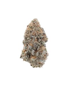 Mango Sherbert Hybrid