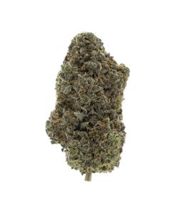 Blue Mango Indica
