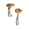 Bulk Mushrooms PE #6