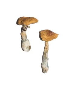 Bulk Mushrooms PE #6