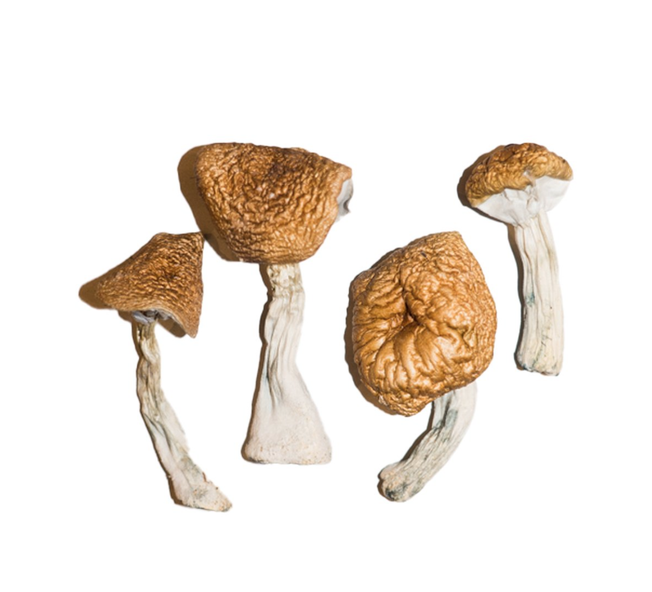 Phobos Magic Mushrooms