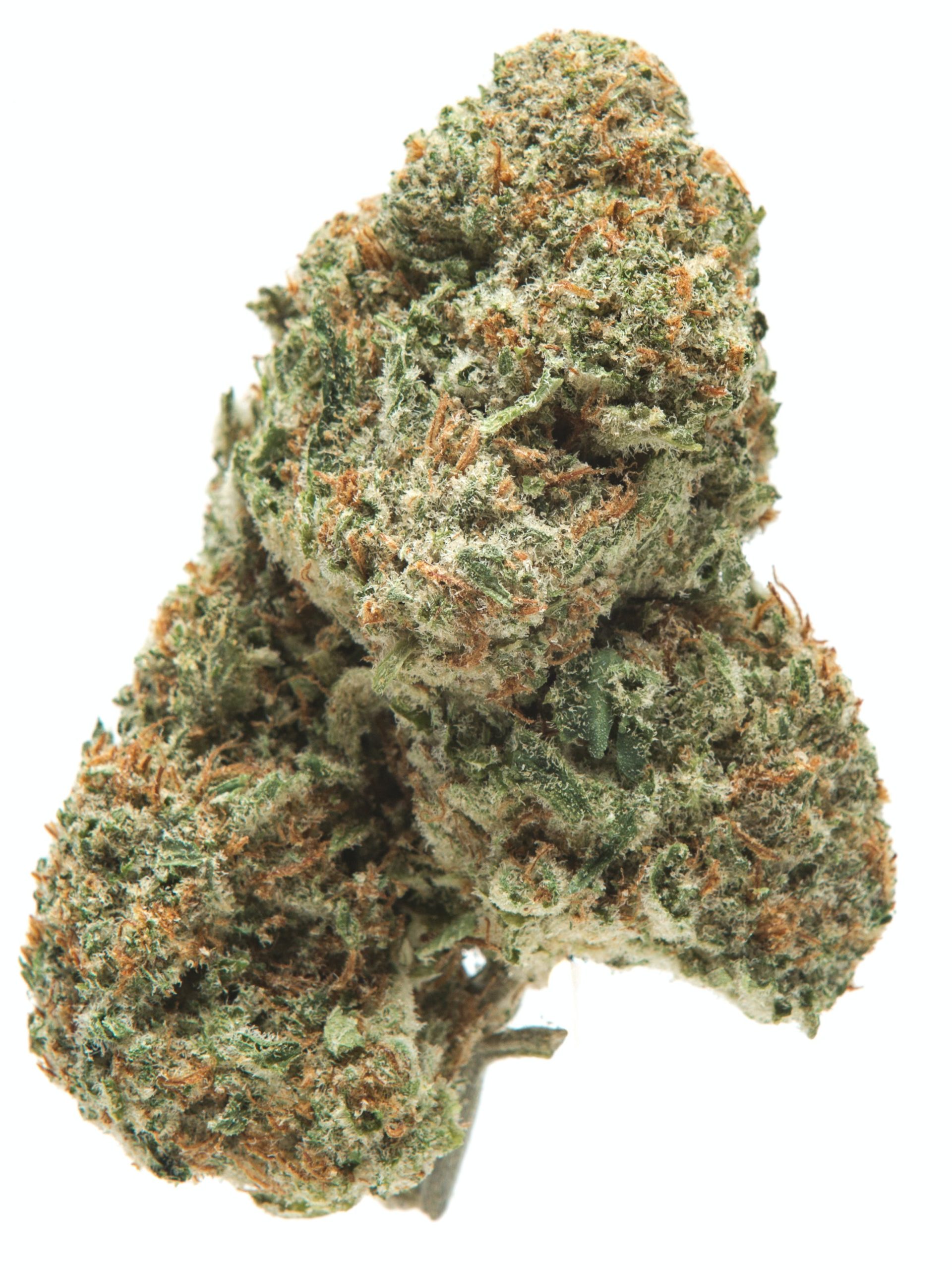Kali Mist sativa