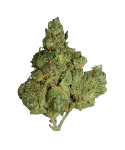 Mimosa Hybrid BLOW