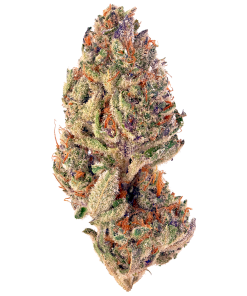 Tropicana Cookies sativa