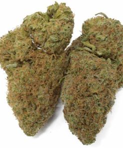 Chocolope Sativa 28G $49 BLOW OUT SALE