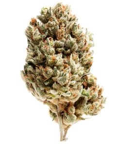 clementine sativa