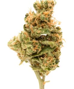 hindu kush cheap bud indica
