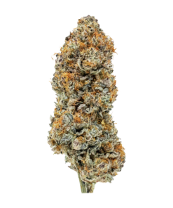 chocolate chip hybrid