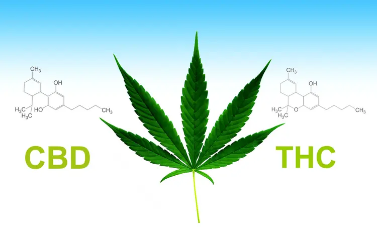 THC and the Emotional Body: A Somatic Approach to Cannabis Use
